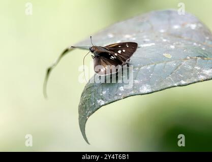 clouded skipper, Lerema accius, busalepke, Yasuní National Park, Ecuador, South America Stock Photo