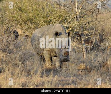 A White Rhinoceros (Ceratotherium simum) in the Kruger National Park, South Africa, Africa Stock Photo