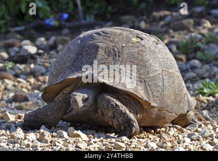 Leopard tortoise, also known as the mountain tortoise in South Africa Stock Photo