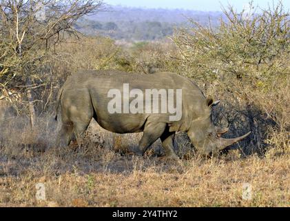 White rhinoceros in the Kruger National Park, South Africa, Africa Stock Photo