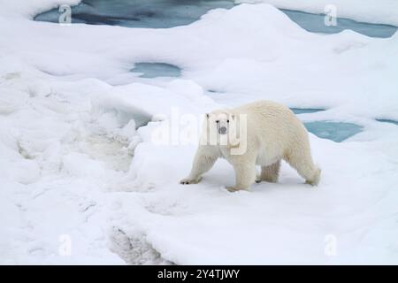 Adult female polar bear (Ursus maritimus) walking on multi-year ice floes in Franz Josef Land, Russia, Arctic Ocean. Stock Photo