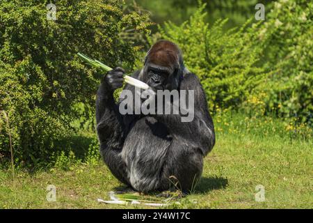 A gorilla in Berlin Zoo in Germany Stock Photo