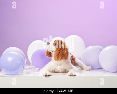 A Cavalier King Charles Spaniel lies down among pastel balloons on a white platform with a purple background. The dog looks peaceful and at ease. Stock Photo