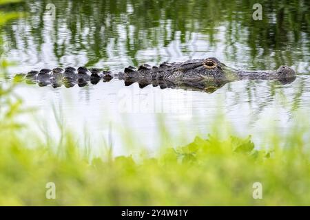 American alligator (Alligator mississippiensis) along the Lake Apopka Wildlife Trail near Orlando, Florida. (USA) Stock Photo