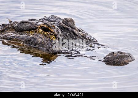 American alligator (Alligator mississippiensis) along the Lake Apopka Wildlife Trail near Orlando, Florida. (USA) Stock Photo