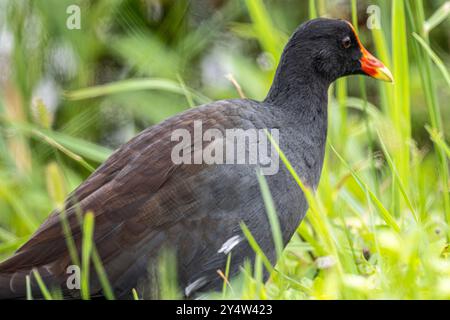 Common gallinule (Gallinula galeata) along the Lake Apopka Wildlife Trail near Orlando, Florida. (USA) Stock Photo