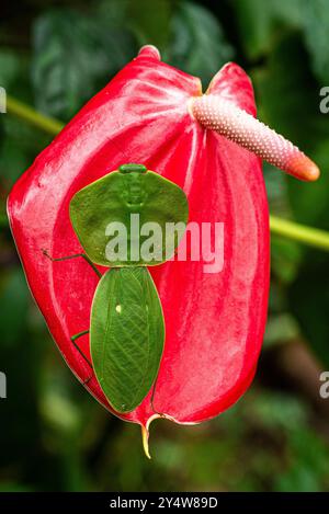 Leaf mantis macro close up image Stock Photo