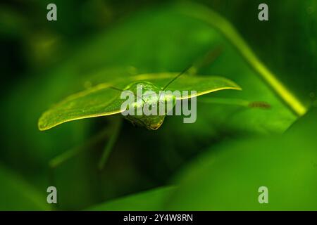 Leaf mantis macro close up image Stock Photo