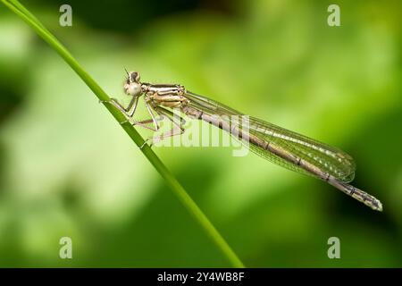 Blue Featherleg (Platycnemis pennipes) young male sitting on a green stem Stock Photo