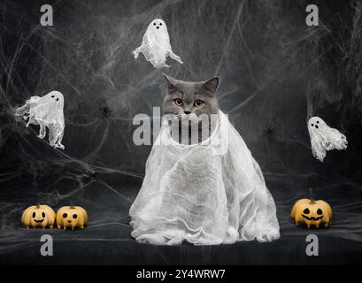 Funny cat in a Halloween ghost costume with festive decorations. British cat with pumpkins and ghosts on a dark background with spiderweb. Stock Photo