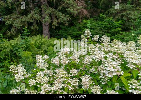 Hydrangea flowers in the English Gardens, Assiniboine Park, Winnipeg, Manitoba, Canada. Stock Photo