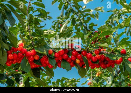 Sour cherry fruit on a tree in a backyard orchard in Winkler, Manitoba, Canada. Stock Photo