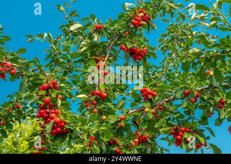 Sour cherry fruit on a tree in a backyard orchard in Winkler, Manitoba, Canada. Stock Photo