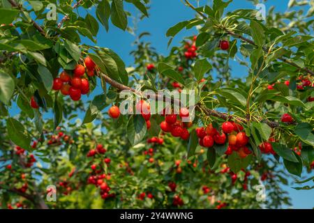 Sour cherry fruit on a tree in a backyard orchard in Winkler, Manitoba, Canada. Stock Photo