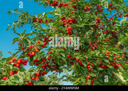 Sour cherry fruit on a tree in a backyard orchard in Winkler, Manitoba, Canada. Stock Photo
