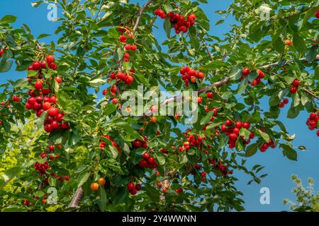 Sour cherry fruit on a tree in a backyard orchard in Winkler, Manitoba, Canada. Stock Photo
