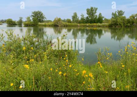 A wetlands pond at FortWhyte Alive, Winnipeg, Manitoba, Canada. Stock Photo