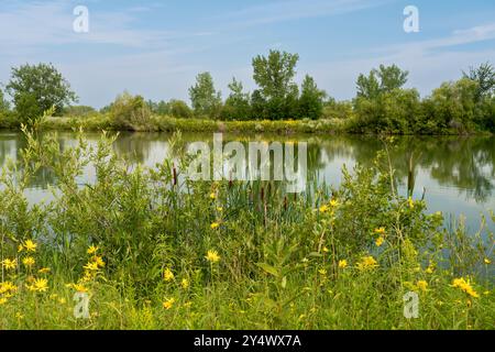 A wetlands pond at FortWhyte Alive, Winnipeg, Manitoba, Canada. Stock Photo