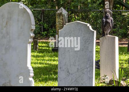 American black vulture perched on a tombstone at Micanopy Historic Cemetery in North Central Florida. (USA) Stock Photo