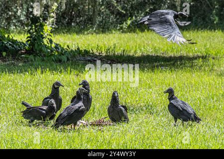 American black vultures huddled around the carcass of a dead animal at Micanopy Historical Cemetery in North Central Florida. (USA) Stock Photo