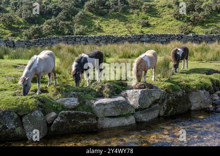 Dartmoor ponies grazing by a stream running under lower Cherrbrook stone bridge Devon Stock Photo