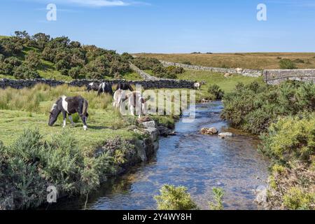 Lower Cherrybrook bridge in Dartmoor Devon with stream and grazing ponies on a sunny September day Stock Photo