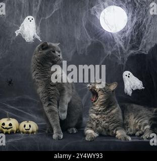 Halloween cats on a dark background with cobwebs and glowing moon. Two cats fighting on Halloween background with ghosts and pumpkins. Horror poster. Stock Photo
