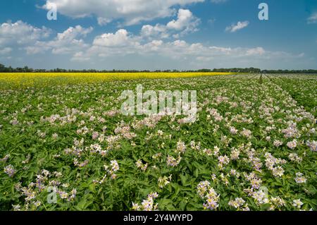 Potato and canola fields in bloom near Winkler, Manitoba, Canada. Stock Photo