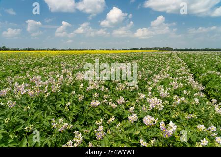 Potato and canola fields in bloom near Winkler, Manitoba, Canada. Stock Photo