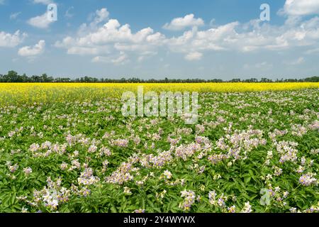 Potato and canola fields in bloom near Winkler, Manitoba, Canada. Stock Photo