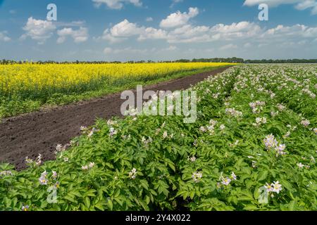 Potato and canola fields in bloom near Winkler, Manitoba, Canada. Stock Photo