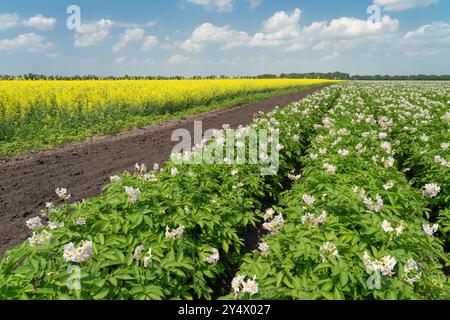 Potato and canola fields in bloom near Winkler, Manitoba, Canada. Stock Photo