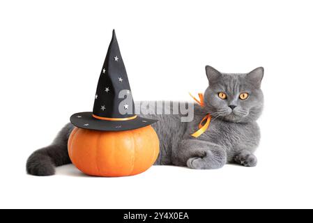 Halloween cat with pumpkin isolated on a white background. British cute cat and pumpkin in a witch hat. Stock Photo