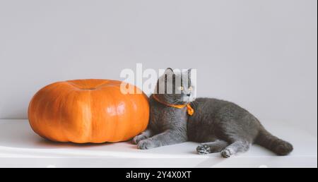 British shorthair cat is lying on a table with a large pumpkin. Cute cat with orange bow and pumpkin on a white background. Copy space. Stock Photo