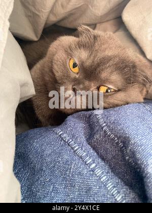 Lazy fat Grey cat Scottish fold on sofa at home, relaxed pet Stock Photo