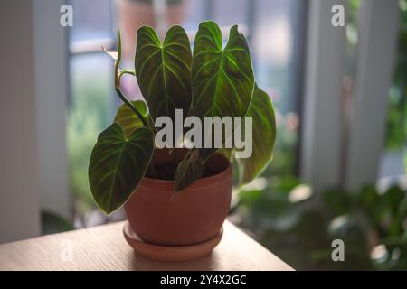 Closeup of Philodendron Splendid plant in flower pot at home.  Stock Photo