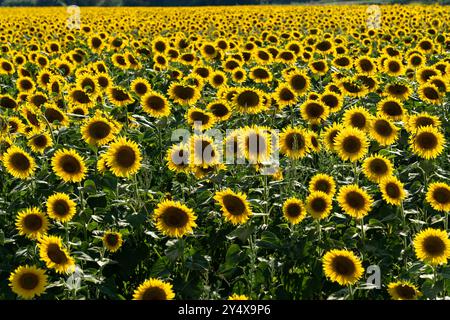 Sunflower field at dusk is seen. Stock Photo