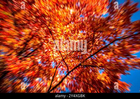 Abstract Autumn Forest Canopy with Motion Blur in Hamilton, Ontario Stock Photo
