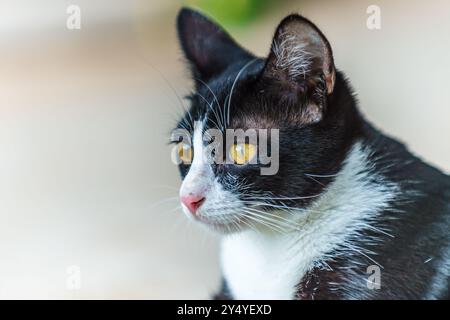 Black and white cat with yellow eyes is staring intently at something off-camera. Stock Photo