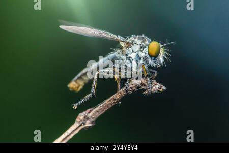 Robber fly covered in morning dew rests on a small branch with a natural green background. Stock Photo