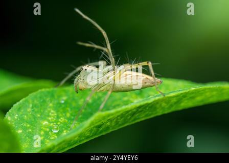 Lynx spider is standing on a green leaf in a macro photography shot with a blurred dark green background. Stock Photo