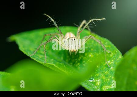 Lynx spider is standing on a green leaf in a macro photography shot with a blurred dark green background. Stock Photo