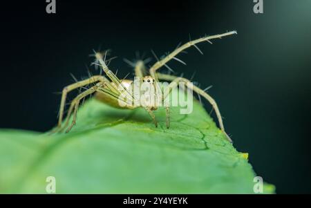 Lynx spider is standing on a green leaf in a macro photography shot with a blurred dark green background. Stock Photo