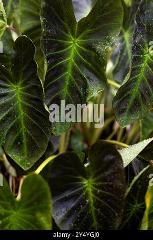 Raindrops on red leaf tree. Stock Photo