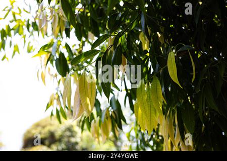 Young shoots of growing mango trees. Stock Photo