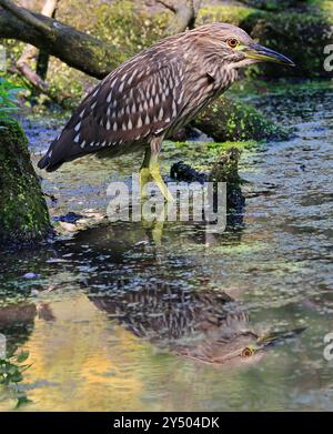 Portrait of a juvenile Black-crowned night heron sitting on the swamp Stock Photo