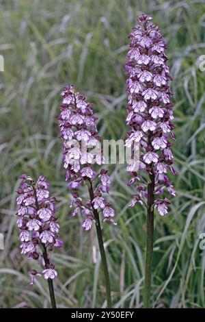 plants of lady orchid in full bloom, Orchis purpurea, Orchidaceae Stock Photo