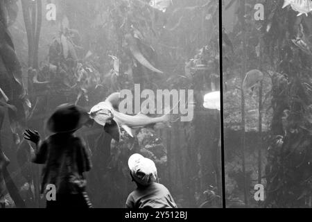 Two children observing sharks in the Cape Town Aquarium, South Africa. Stock Photo