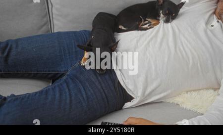 A middle-aged hispanic man relaxes on a living room sofa with two chihuahuas resting on his lap and chest. Stock Photo