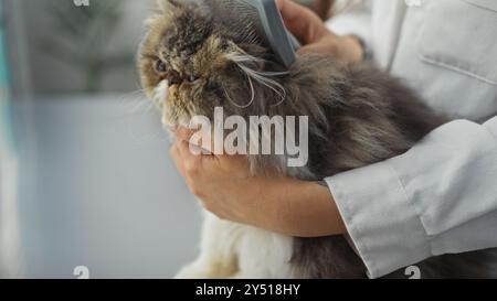 A woman in a white coat is seen grooming a fluffy persian feline with a brush at a veterinary clinic. Stock Photo